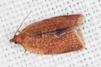 Clepsis consimilana