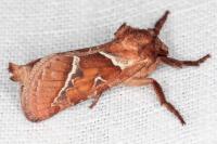Triodia sylvina
