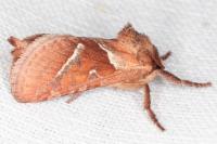 Triodia sylvina
