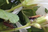 Cauchas rufimitrella