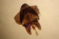 Cauchas rufimitrella