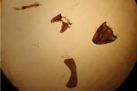 Cauchas rufimitrella