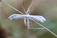 Pterophorus pentadactylus