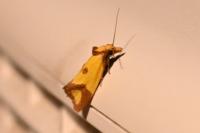Agapeta zoegana