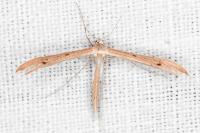 Stenoptilia stigmatodactyla