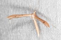 Stenoptilia stigmatodactyla