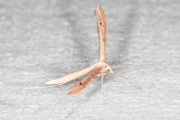 Stenoptilia stigmatodactyla