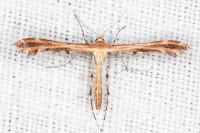 Oxyptilus distans