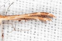 Oxyptilus distans