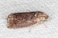 Cydia splendana