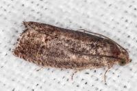 Cydia splendana