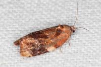 Ditula angustiorana