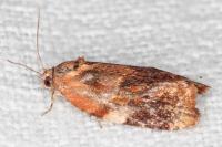 Ditula angustiorana