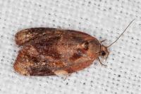 Ditula angustiorana
