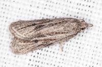 Ditula joannisiana