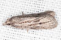 Ditula joannisiana
