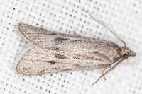 Ditula joannisiana
