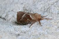 Triodia sylvina