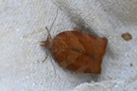 Pandemis heparana