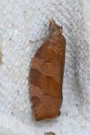 Pandemis heparana