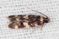 Oegoconia