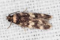 Oegoconia