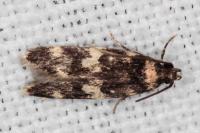 Oegoconia