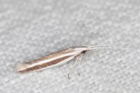 Coleophora bilineella