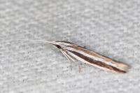 Coleophora bilineella