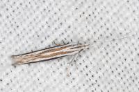 Coleophora bilineella