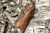 Acleris hastiana