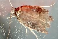Agonopterix purpurea