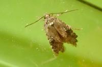 Agonopterix purpurea