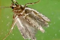 Agonopterix purpurea