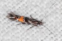 Cosmopterix scribaiella