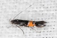 Cosmopterix scribaiella