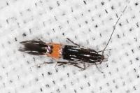 Cosmopterix scribaiella