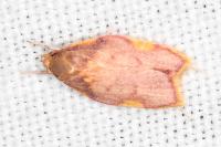 Carcina quercana