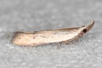 Mesophleps corsicella