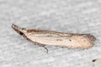 Mesophleps corsicella