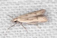 Mesophleps corsicella