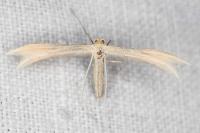 Tabulaephorus punctinervis