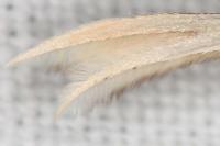 Tabulaephorus punctinervis