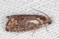 Cydia splendana