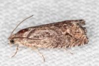 Cydia splendana