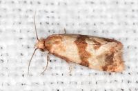Phalonidia contractana
