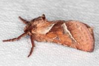 Triodia sylvina