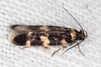 Oegoconia quadripuncta