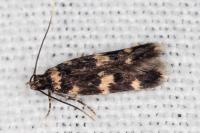 Oegoconia quadripuncta