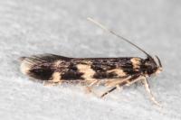 Oegoconia quadripuncta